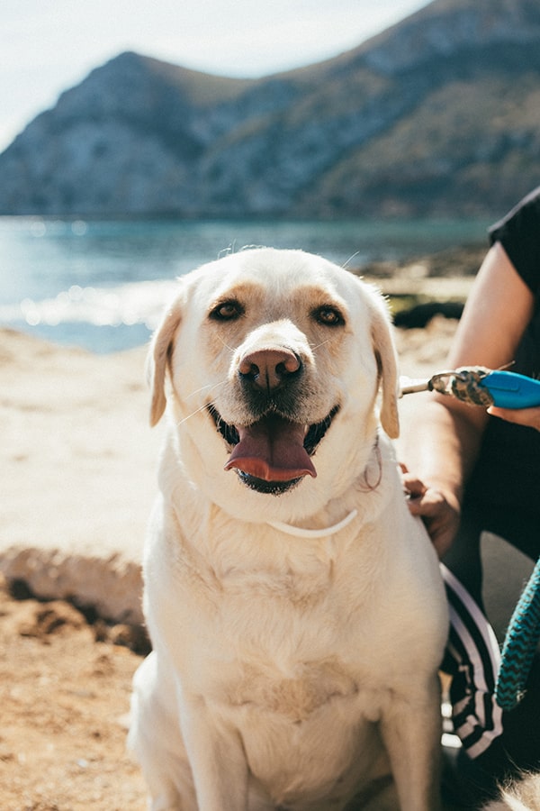 retrato de un perro en Cabo Cope