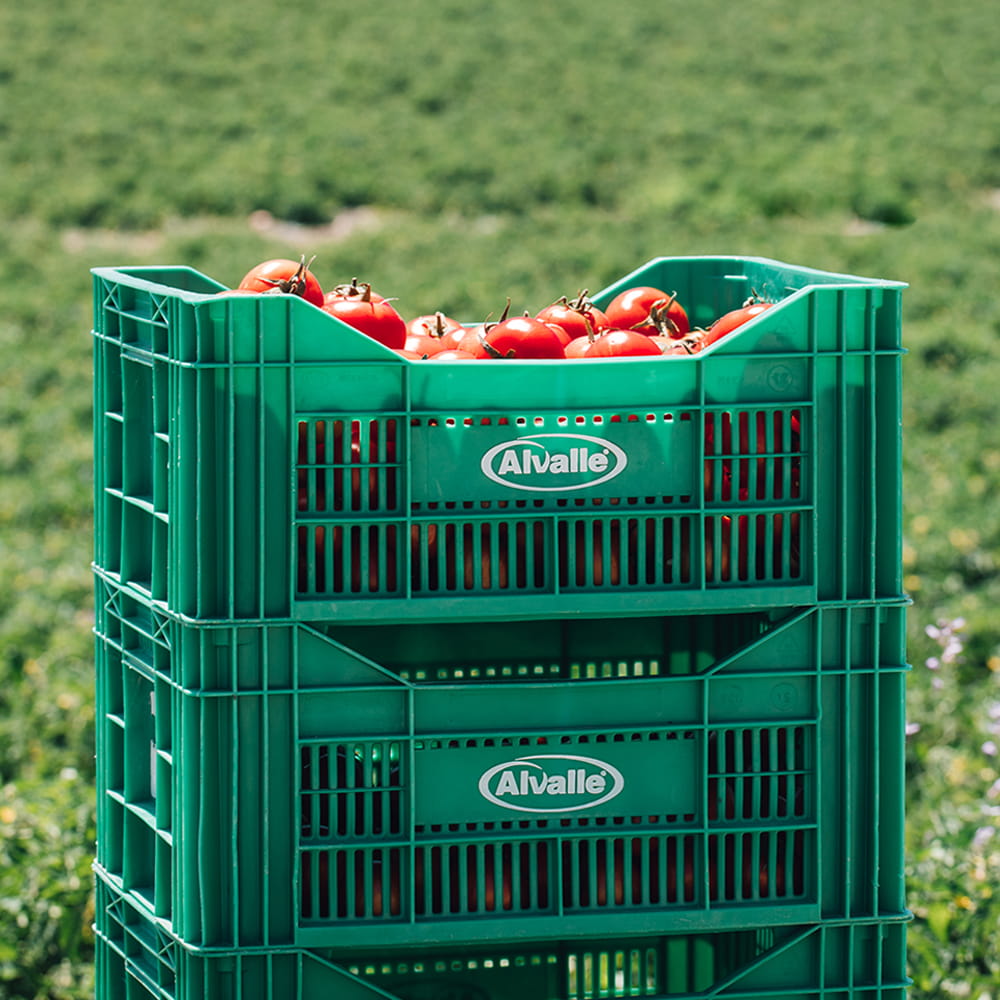 Cajas verdes de Alvalle llenas de tomates frescos en un campo durante una sesión de fotografía corporativa