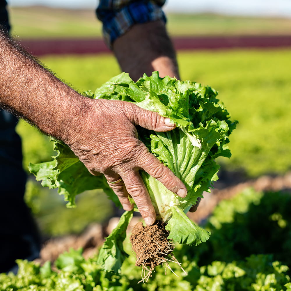 Manos de agricultor recolectando lechuga fresca en campo de cultivo para marca agrícola Mimaflor