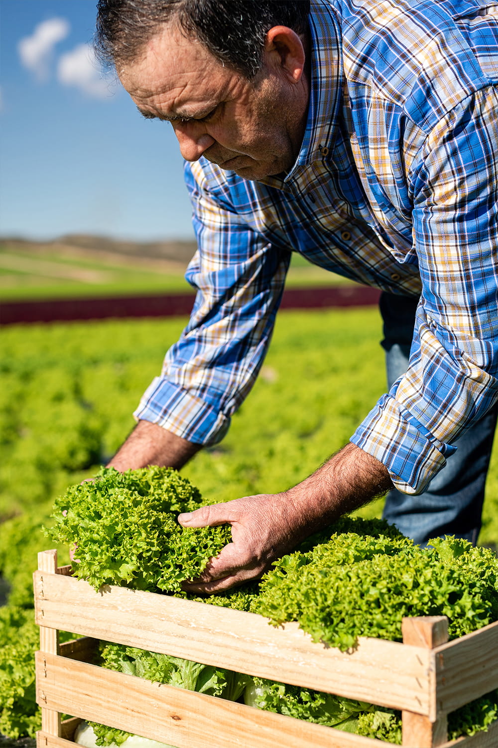 Agricultor recolectando y colocando lechugas frescas en caja de madera en cultivo de Mimaflor