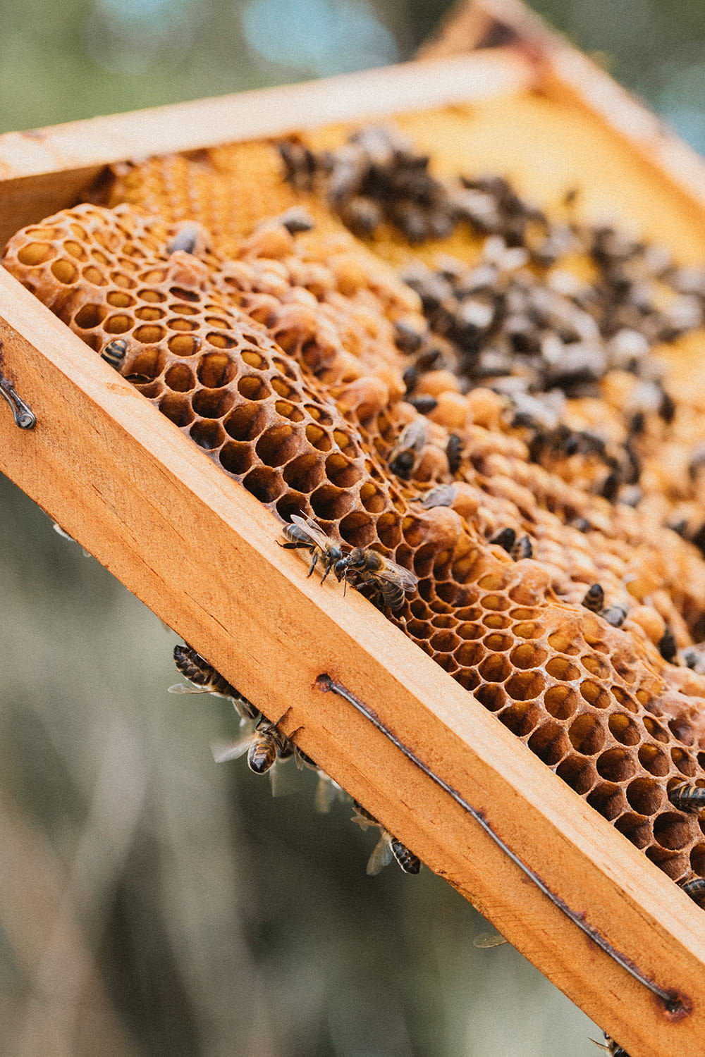 detalle de un panal de abejas