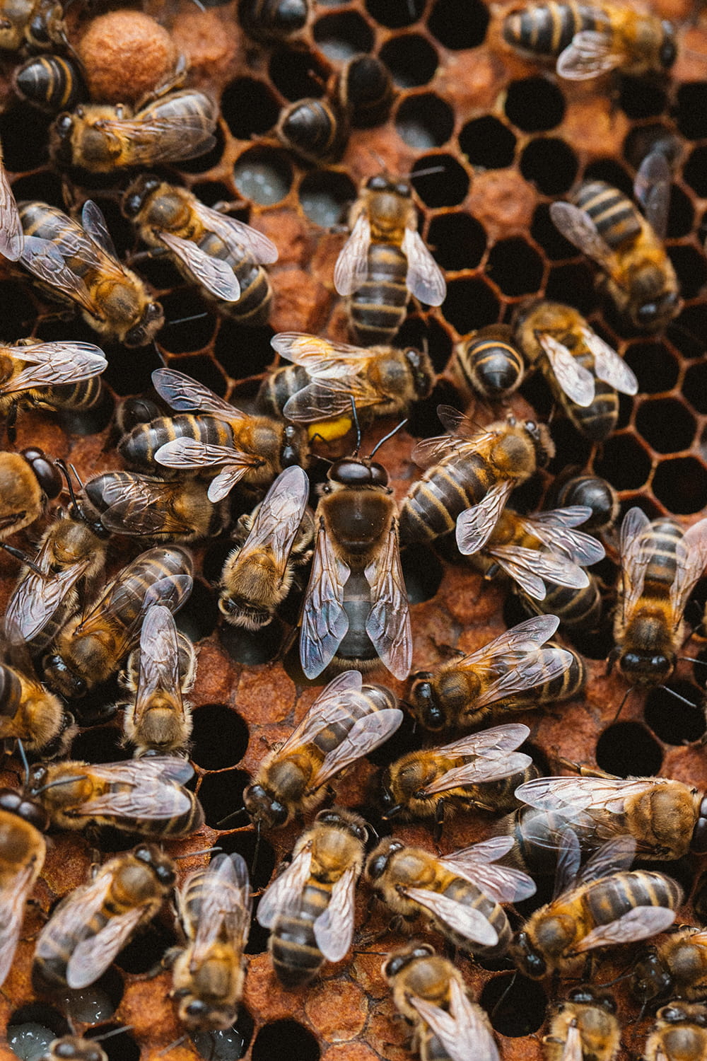 Abejas obreras y zánganos sobre panal abierto con celdas de cría en una colmena de apicultura artesanal