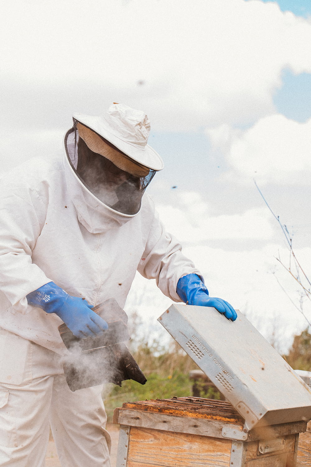 Apicultor usando ahumador para calmar abejas al abrir colmena durante proceso de apicultura en entorno rural
