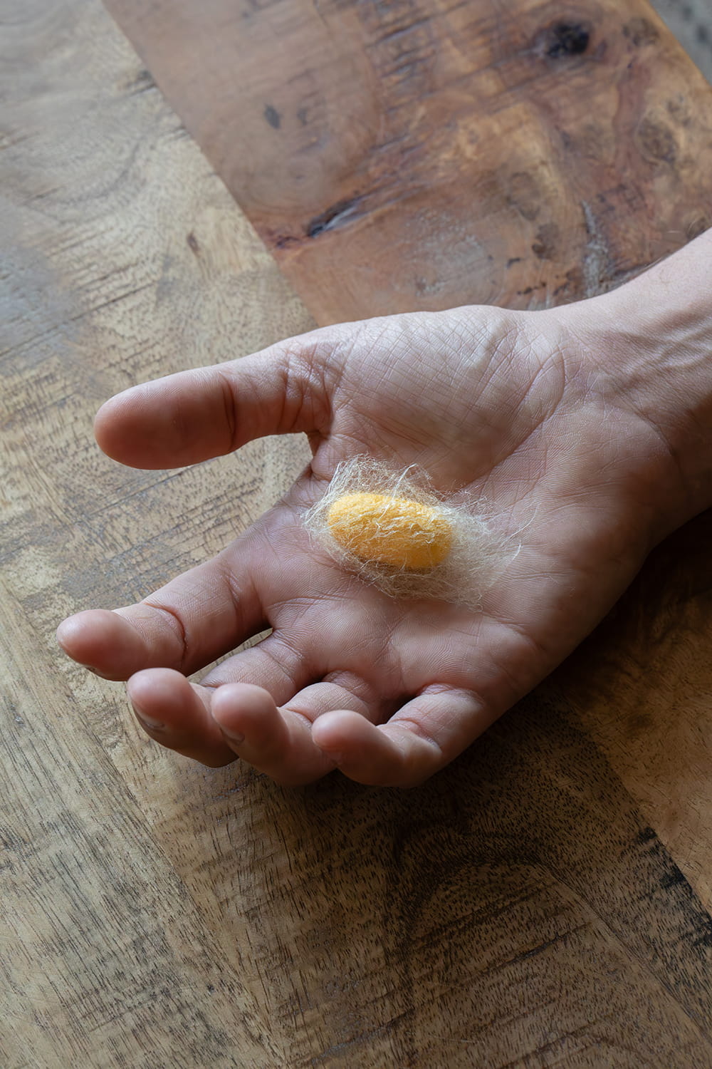 Capullo de gusano de seda amarillo sostenido en una mano