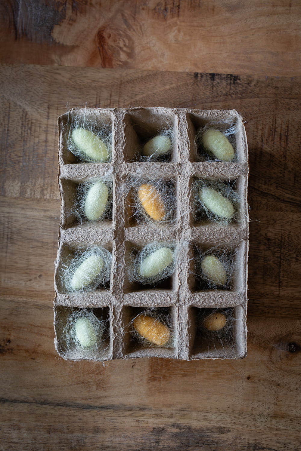 Capullos de gusano de seda en estructura de cartón sobre mesa de madera