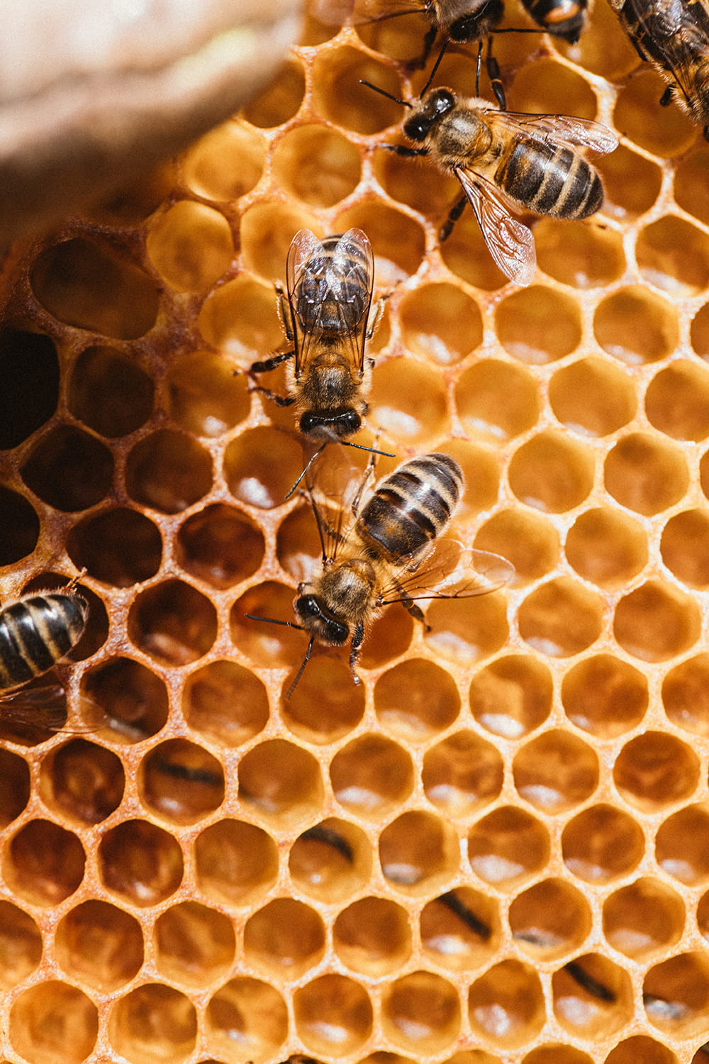Abejas obreras recorriendo un panal de cera con celdas hexagonales en una colmena de apicultura artesanal