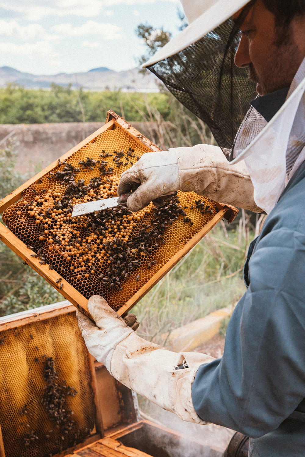 Apicultor revisando un panal con abejas activas en colmena abierta durante proceso artesanal en entorno rural