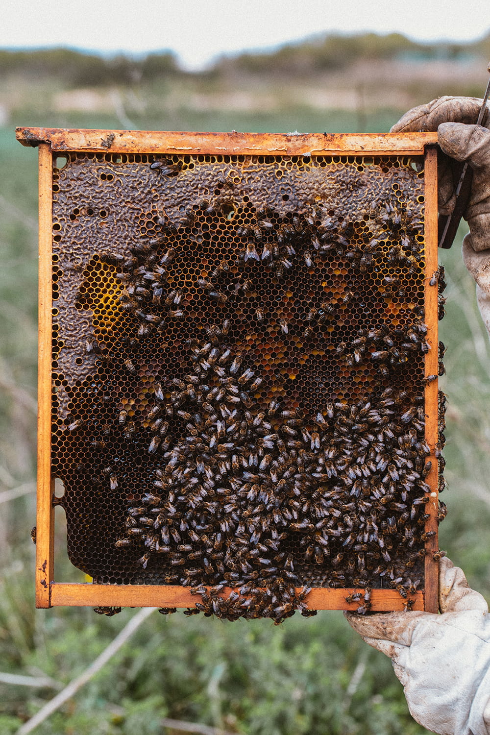 Cuadro de colmena lleno de abejas sostenido por un apicultor en el campo de Cartagena durante trabajo apícola