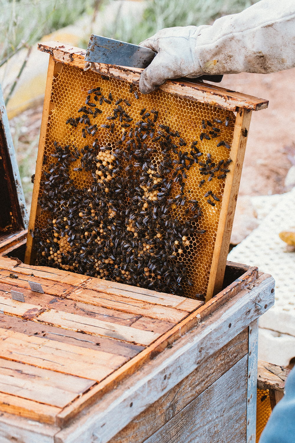 mano saca un cuadro de una colmena de abejas