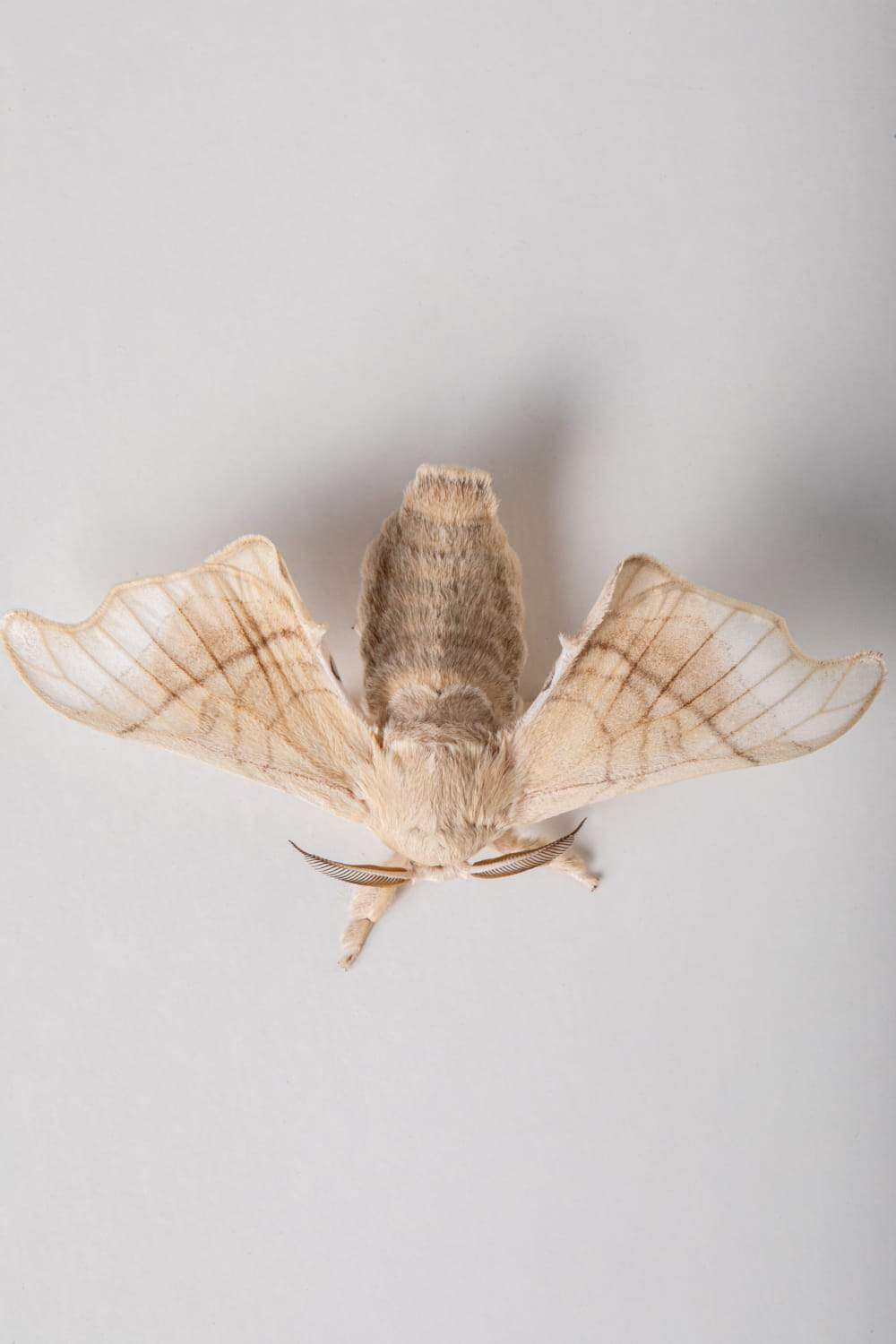 Vista cenital de mariposa de seda con alas abiertas sobre fondo neutro, captada en un reportaje fotográfico en Murcia