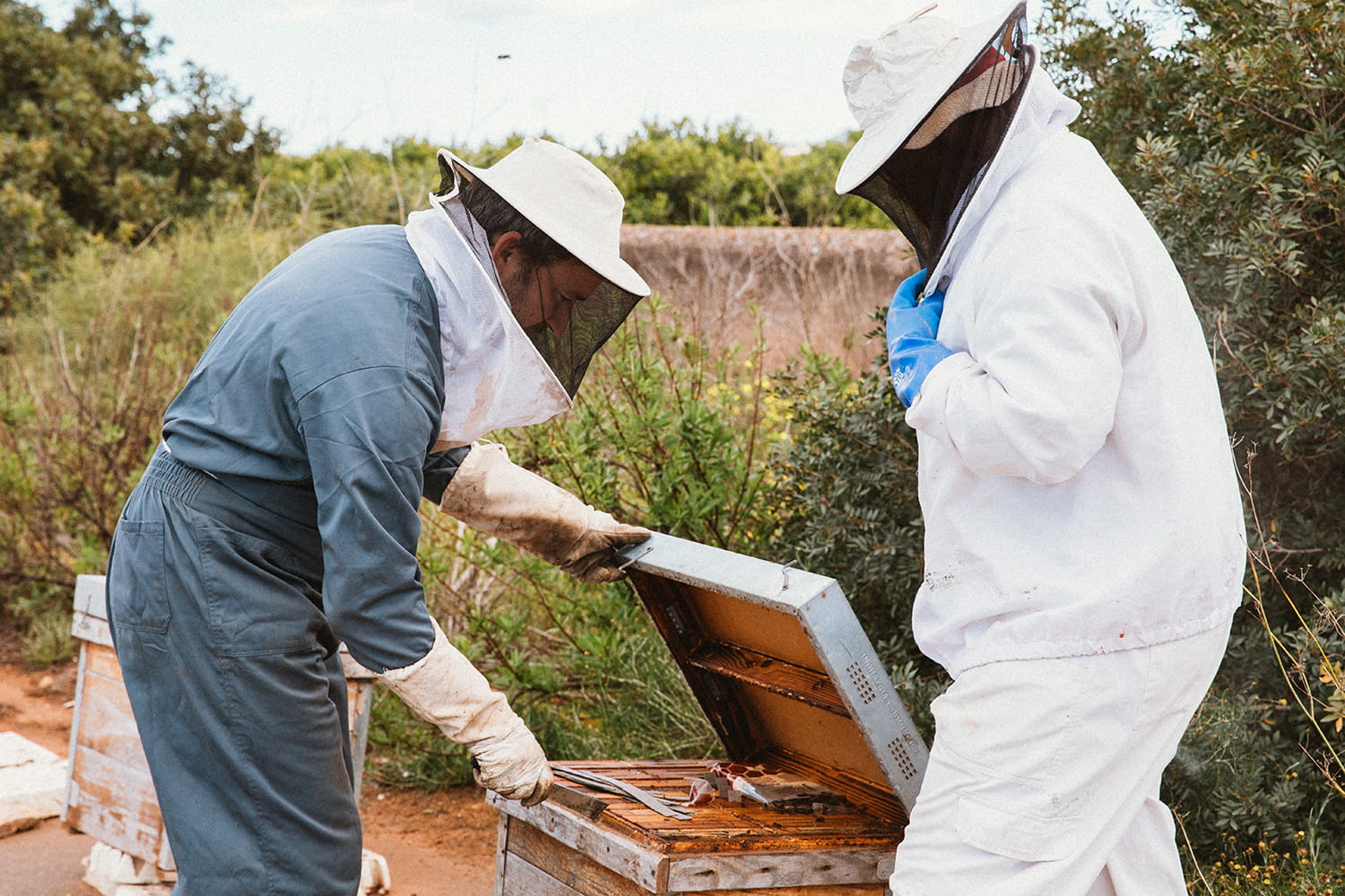 Dos apicultores abren una colmena en campo natural durante manejo y revisión del proceso de apicultura artesanal