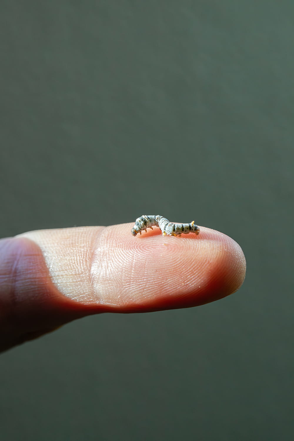 gusano de seda sobre la yema de un dedo