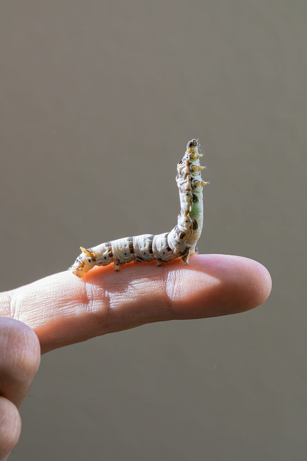 Gusano de seda sobre un dedo levantando la parte delantera del cuerpo