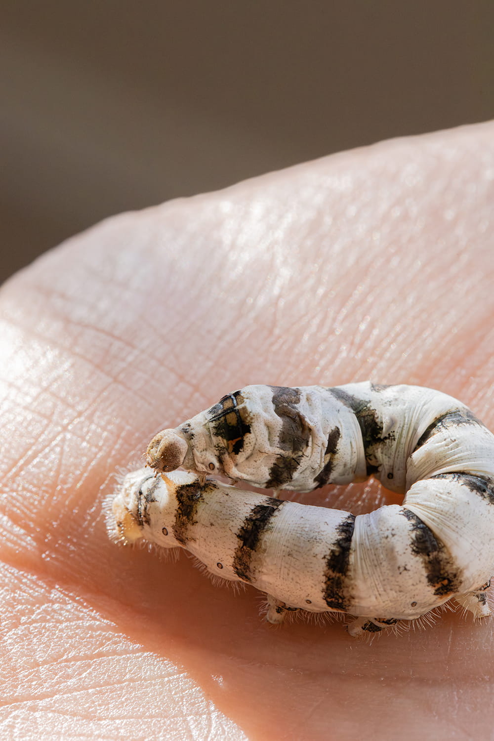 Macrofotografía de un gusano de seda sobre una mano