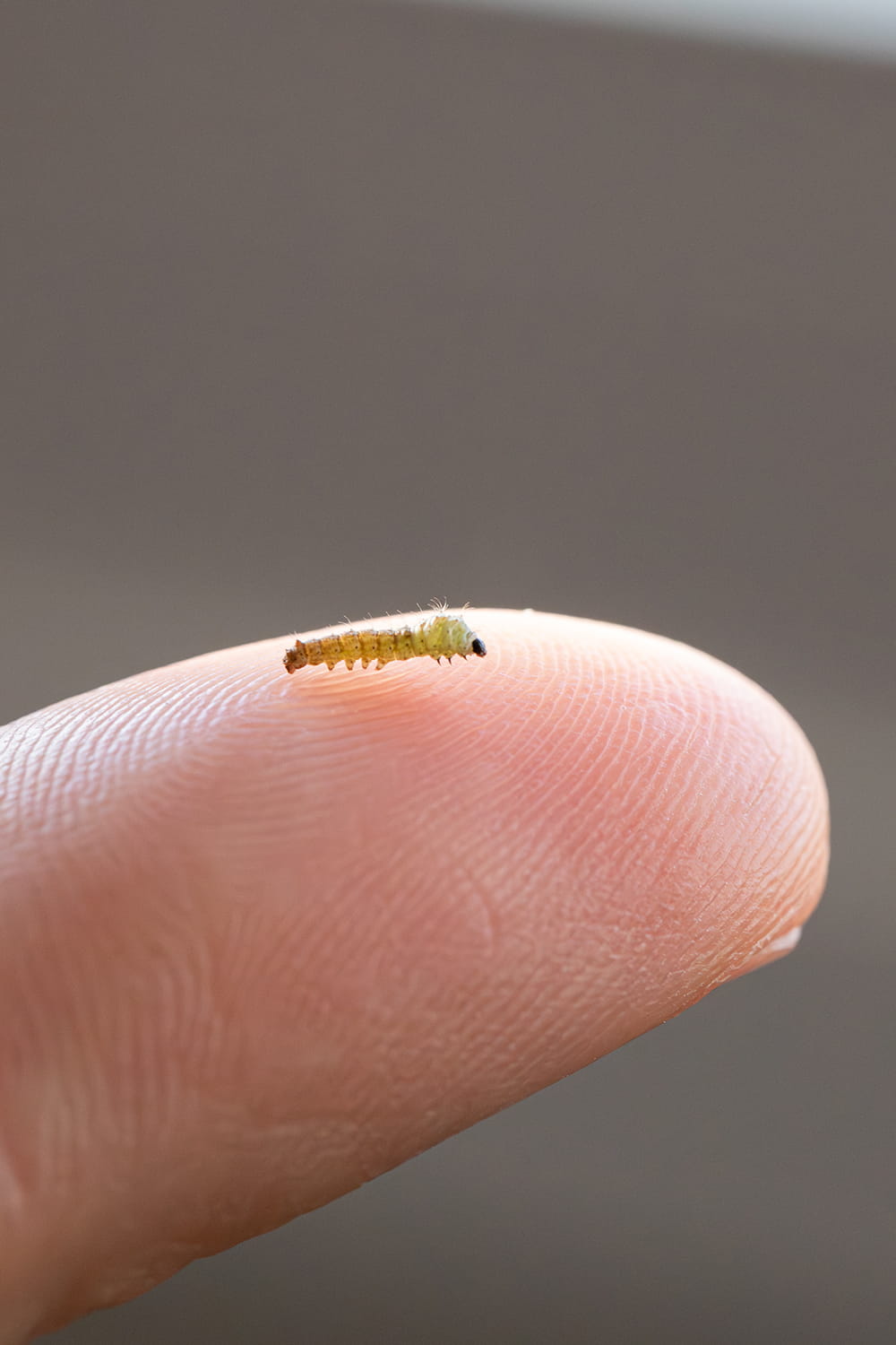 Larva joven de gusano de seda sobre la yema de un dedo