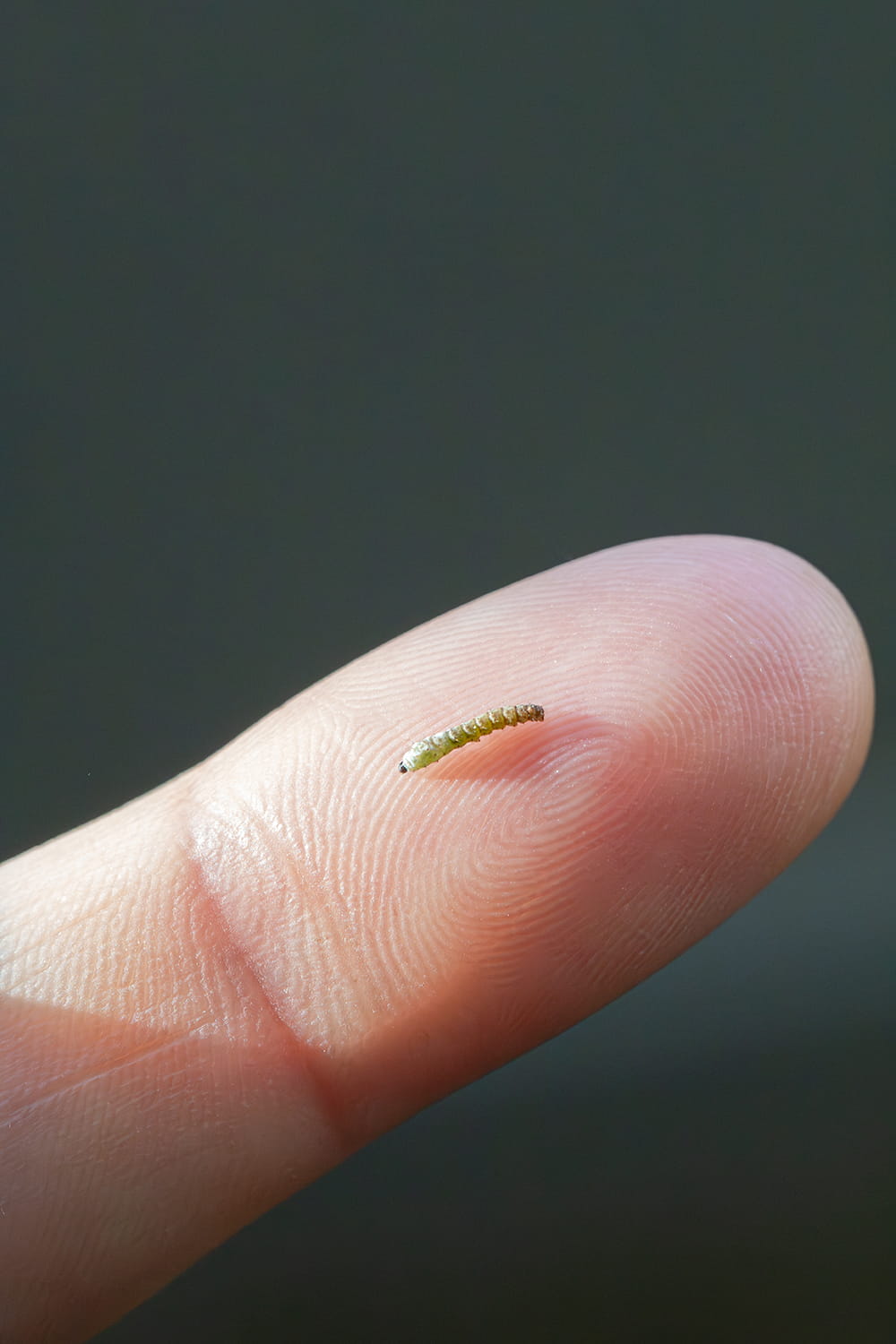 Larva pequeña de gusano de seda sobre la punta de un dedo