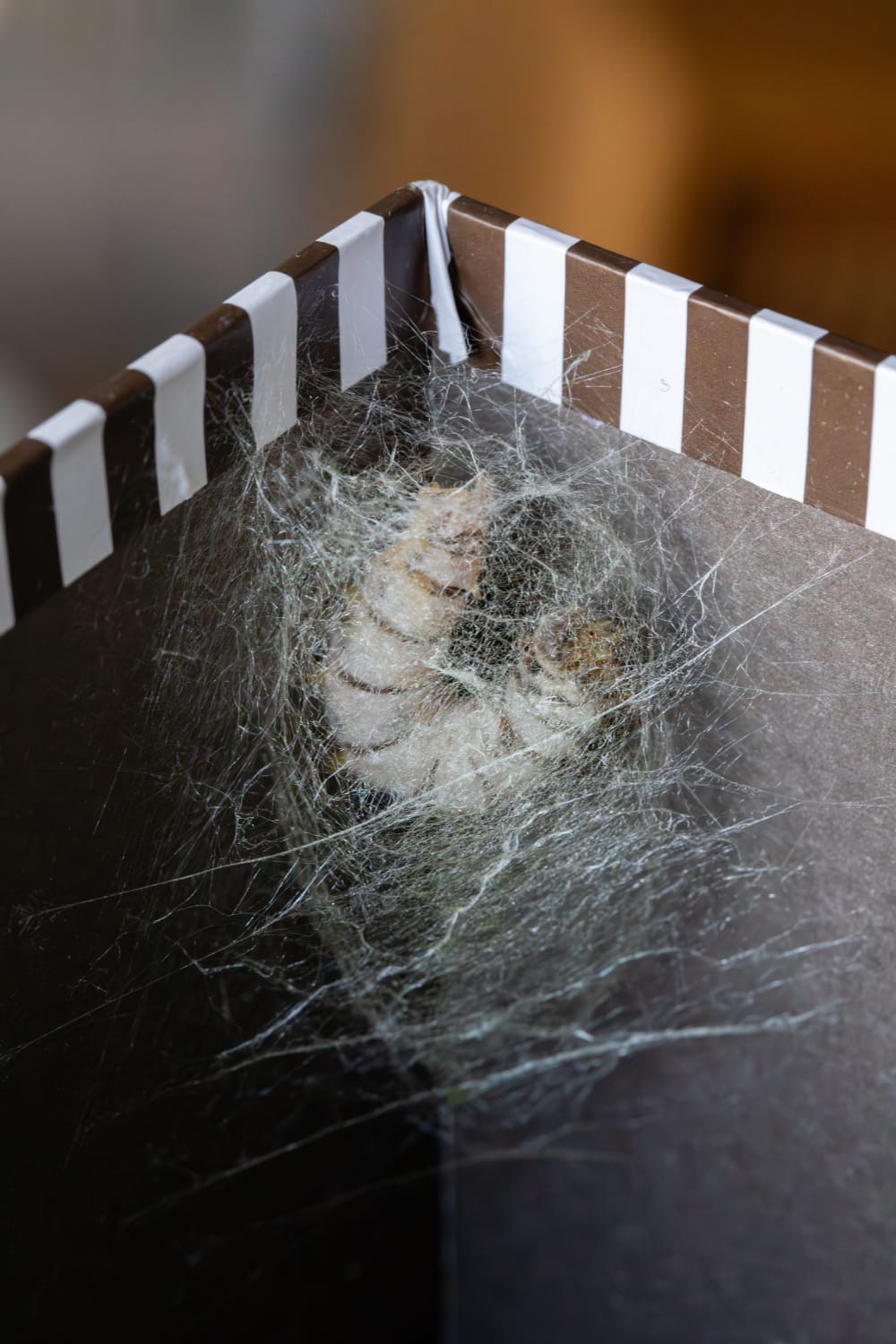 Macrofotografía documental de gusanos de seda tejiendo su capullo entre hilos de seda en una caja, dentro del reportaje en Murcia