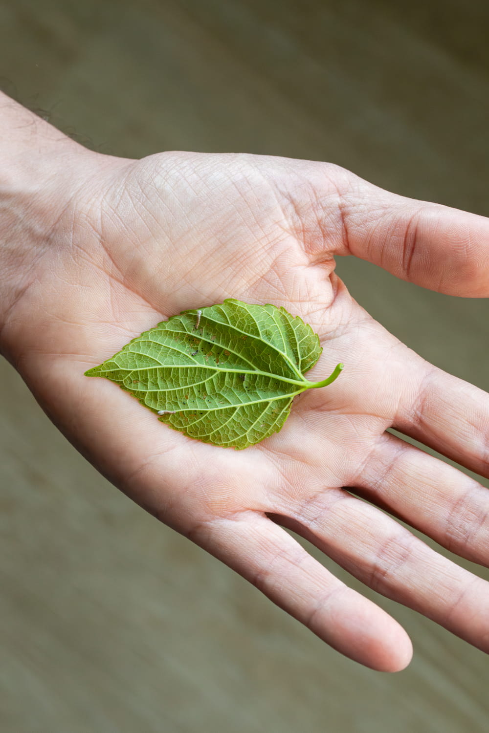 Hoja de morera sostenida sobre una mano con dos gusanos de seda recién nacidos, en un reportaje documental de Murcia