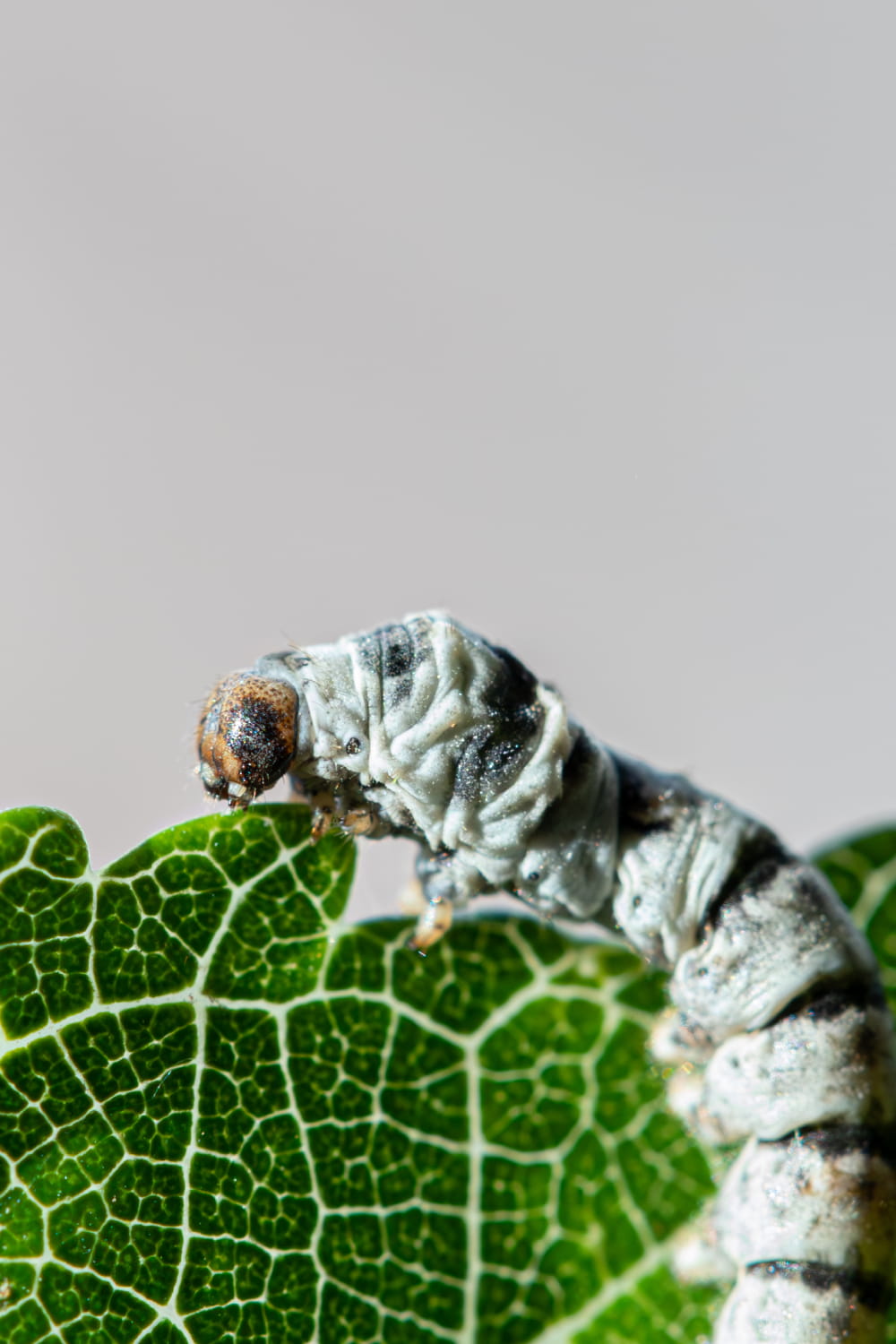 Macrofotografía de gusano de seda comiendo una hoja de morera, detalle del ciclo natural retratado en Murcia