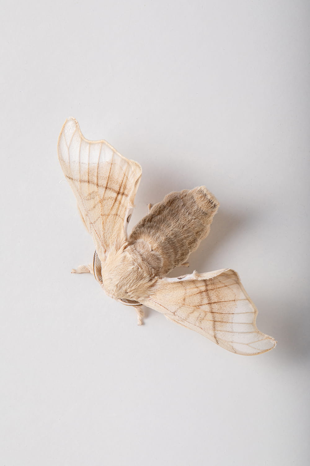 Vista cenital de mariposa bombyx mori con alas abiertas sobre fondo neutro, en un reportaje documental de Murcia
