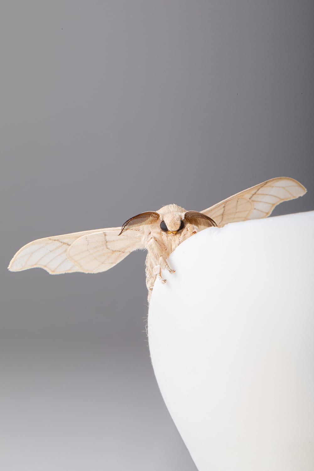 Mariposa de seda (bombix mori) con alas extendidas sobre fondo gris