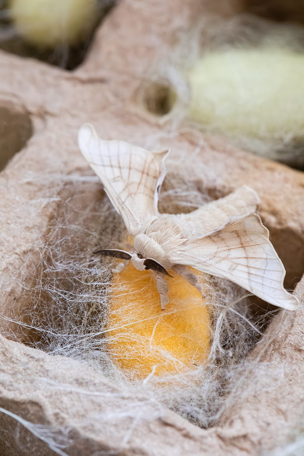 Mariposa de seda sobre capullos amarillos entre hilos de seda