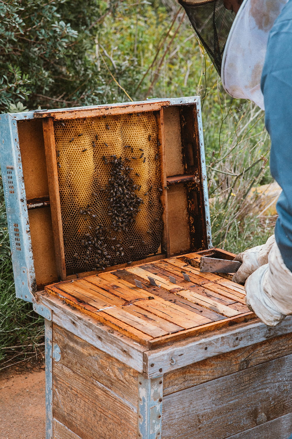 Colmena abierta con panal lleno de abejas durante revisión del interior en proceso de apicultura en entorno natural
