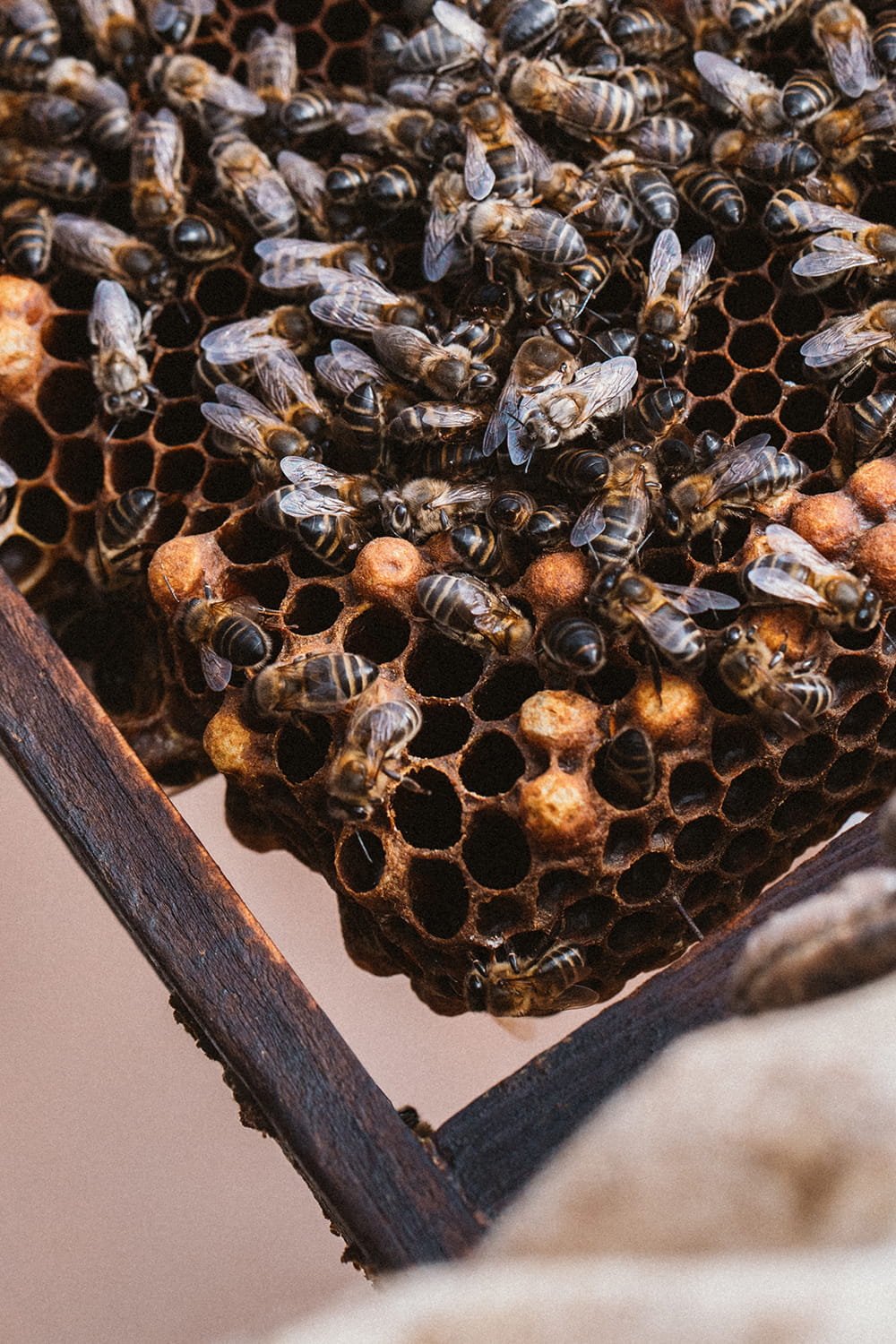 Detalle de un panal con abejas trabajando en celdas hexagonales dentro de una colmena en apicultura artesanal