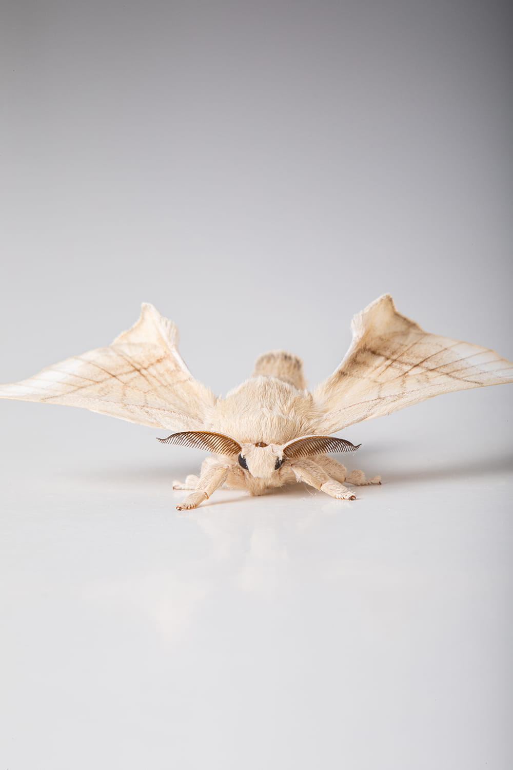 Mariposa Bombyx mori con alas abiertas sobre fondo neutro