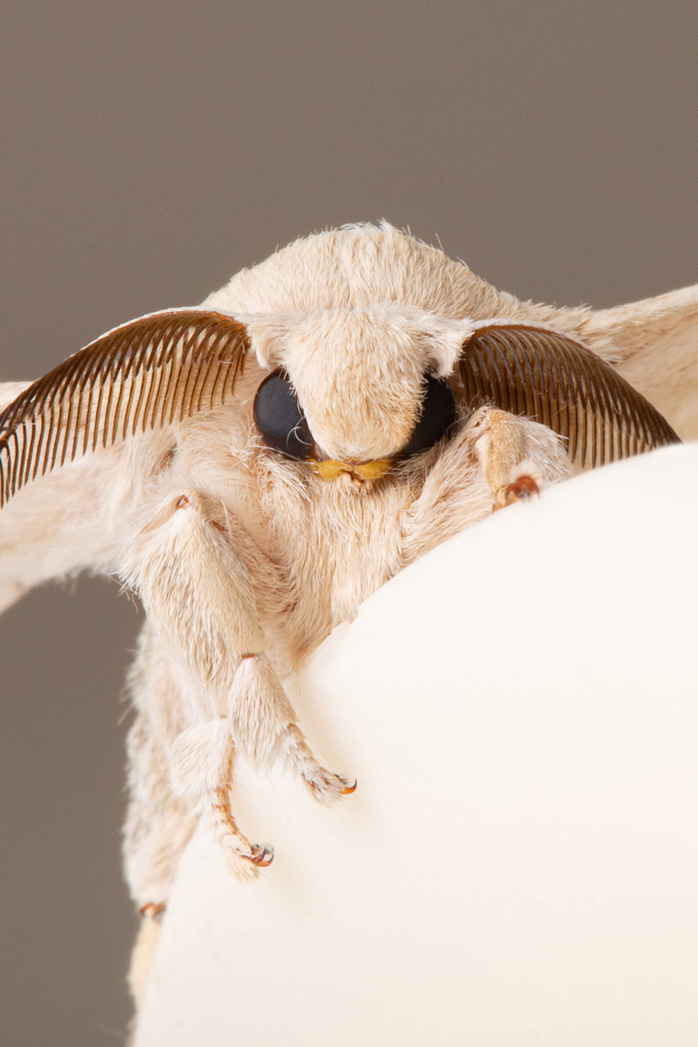Retrato macro de mariposa de seda con antenas plumosas sobre fondo neutro, dentro de un reportaje fotográfico en Murcia