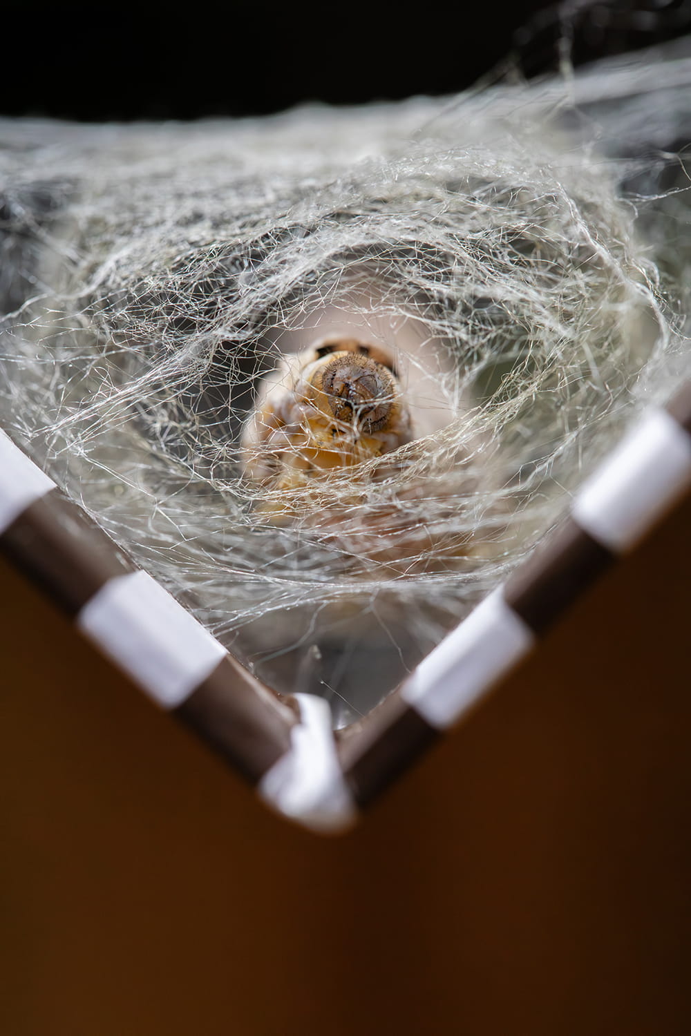 Gusano de seda tejiendo su capullo entre hilos de seda